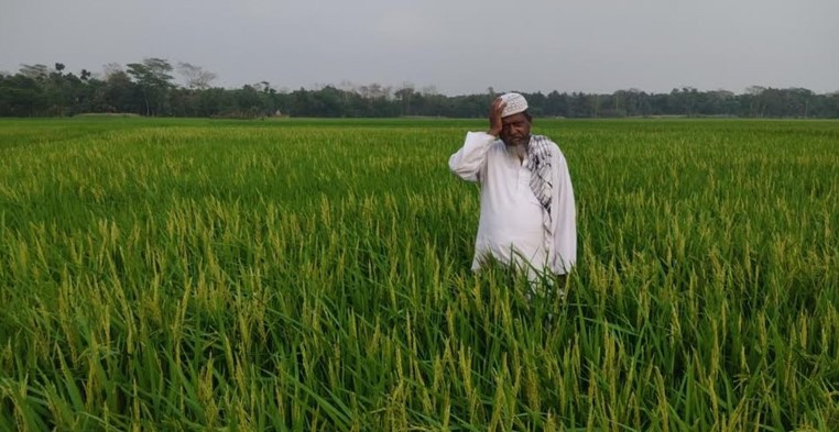 কচুয়ায় লোডশেডিংয়ের কারণে ইরি ধানের ফলন নিয়ে বিপাকে কৃষকরা